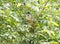 Squirrel monkey in tree, corcovado nat park, costa rica