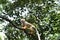 Squirrel Monkey on Tree Top