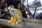 The Squirrel monkeys are New World monkeys of the genus Saimiri.