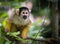 Squirrel monkeys are New World monkeys of the genus Saimiri