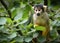 Squirrel monkeys are New World monkeys of the genus Saimiri