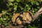 Squirrel monkeys resting on tree branch