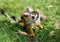 Squirrel Monkeys That Seem to Be Amazed by Something