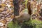 Squirrel on mossy stump at nord swamp, marais du nord, park. Quebec. Canada.