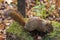 Squirrel on mossy stump at nord swamp, marais du nord, park. Quebec. Canada.