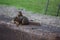 Squirrel mother and youngster