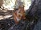 Squirrel in a mountain forest.