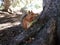 Squirrel in a mountain forest.