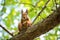 squirrel munching on an acorn in a tree