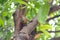 Squirrel navigating tree branches against bokeh backdrop