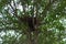 Squirrel nest in oak tree