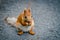 A squirrel nibbles a nut on a blurry background