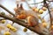 squirrel nibbling on an acorn on a tree branch