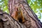 squirrel nibbling on walnut in tree