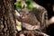 Squirrel. North American Gray Squirrel. Feeding cute fluffy rodents in the park. Natural forest background. Wildlife animals for p