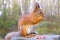 Squirrel with nuts and summer forest on background