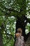 Squirrel Observing From A Platform in a Tree