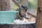 Squirrel offered food and drink during extreme summer