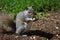 Squirrel Opening Up a Peanut