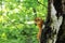 Squirrel orange little sits on a birch trunk on a blurred forest background