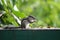 Squirrel in the park at morning