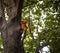 A squirrel is pauses as it climbs down a tree and has nuts in the mouth