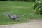 A squirrel pauses before crossing the pathway