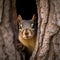 Squirrel peeking through a hole in a tree. Created using ai generative.