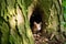 a squirrel peeking out of a hole in a tree