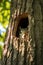 a squirrel peeking out of a hole in a tree