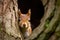 Squirrel peeks out of hollow tree. Generative AI