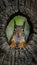 Squirrel peeks from tree hole, curious woodland creature photo