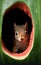 A squirrel peering out of a watermelon hole