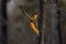 Squirrel  perched atop a thin tree branch while gazing upward in curiosity