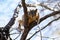 Squirrel Perched in Fork of Tree Branch