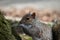 Squirrel perched in the shade of a tree eats a nut from its paws