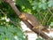 Squirrel perched on a tree branch surrounded by green leaves, lo