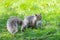 Squirrel photographed Scarborough Guild Park, Toronto, Ontario, Canada