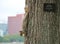 Squirrel on a Pin Oak Tree