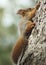 A squirrel in a pine park climbs the trunk of a tree.