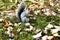 Squirrel playing in autumn leaves in Central Park, New York City