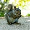 Squirrel portrait