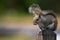 Squirrel portrait. North American Gray Squirrel. Feeding cute fluffy rodents in the park. Green natural background with copy space