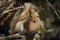 Squirrel portrait. North American Gray Squirrel. Feeding cute fluffy rodents in the park. Natural forest background. Wildlife anim