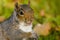 Squirrel portrait in park