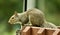 A Squirrel Poses On a Deck Rail