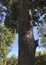 Squirrel Posing In Pecan Tree