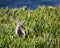 Squirrel Posing for a Portrait in the Grass