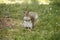 Squirrel   praying and choir squirrel