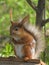 Squirrel with pressed paws 2